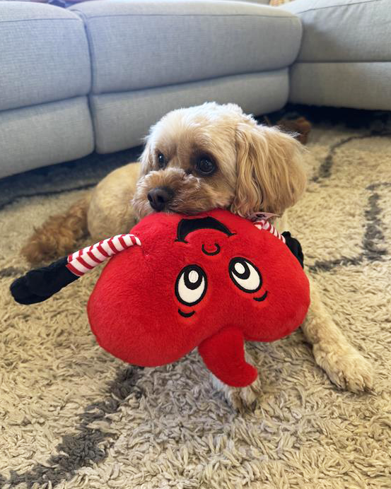Dog playing with a red plush heart shaped toy on a carpeted floor.